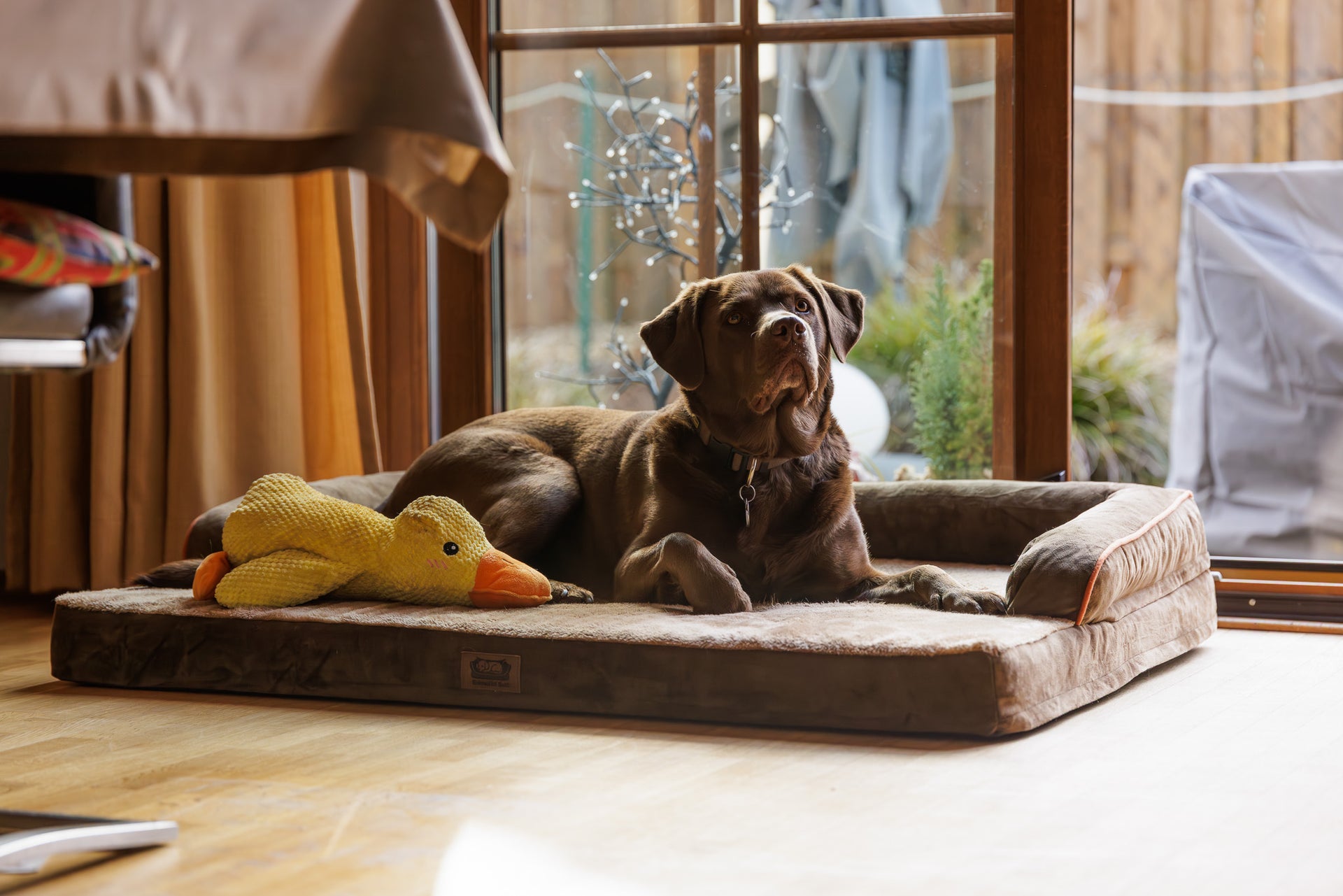 Mehr als nur ein Hundebett