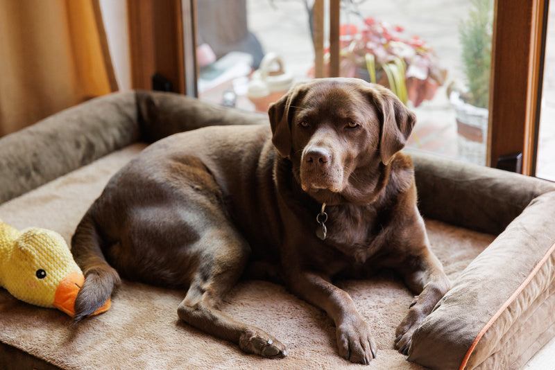 Ein hinkender Labrador veränderte alles